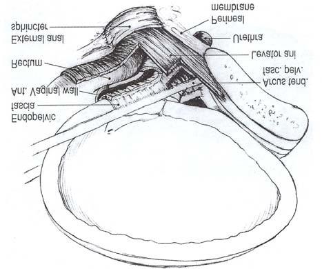 11,16 근위요도는수의적으로도조절이가능하며, 항문올림근안쪽부분과골반근막건궁 (arcus tendineus fasciae pelvis), 내골반근막 (endopelvic fascia) 를포함하는요도지지시스템에의해지지를받는다 (Fig. 4).