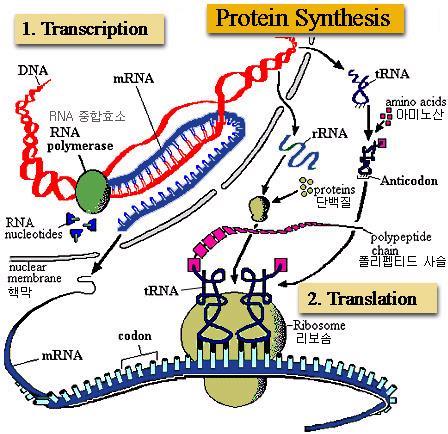 세포내정보전달 RNA 염기서열은 DNA 염기서열에의헤결정됨 염기의순서가 DNA로부터 RNA로전달되는과정 transcription Ribosome(rRNA와단백질이결합 )