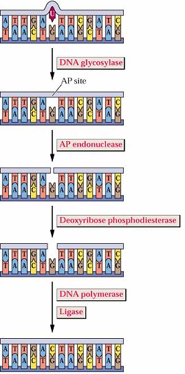 alkylation에의한손상은주로 BER을통해 DNA가 repair 됨 DNA glycosylase : mismatch