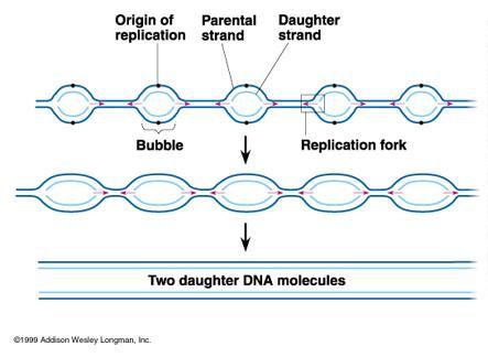 진핵생물에서많은수의염색체각각은 DNA