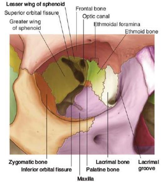 3)foramina of the orbit( 눈확에있는구멍 ) 1 Optic canal( 시각신경관 ) -orbit( 눈확 ) middle cranial fossa( 중간머리뼈우묵 ) -optic n.( 시각신경 ) 와 ophthalmic a.( 눈동맥 ) 이통과 2 superior orbital fissure( 위눈확틈새 ) -sphenoid b.