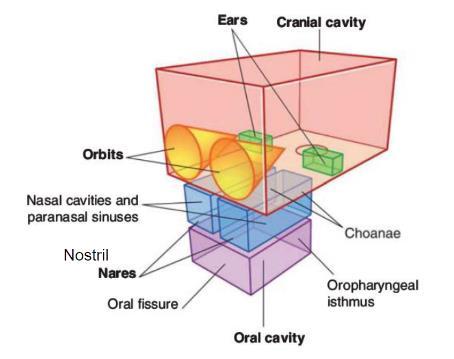 Head( 머리 ) 1) major compartments 1 cranial cavity: 가장크고뇌와뇌막으로구성 2 2 ears 3 2 obits: 모식도에서보면원뿔모형 ( 앞쪽만열려있음 ) 4 2 nasal cavities: ( 항상열려있음 ) *nostril( 코구멍 ),