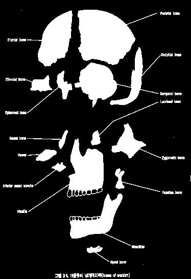 Skull(Cranium, 두개골 ) 페이지 4 1 뇌머리뼈 (8)+ 얼굴머리뼈 (14)=22개(14종류) 2 뇌머리뼈 (8)+ 얼굴머리뼈 (14)+ 목뿔뼈
