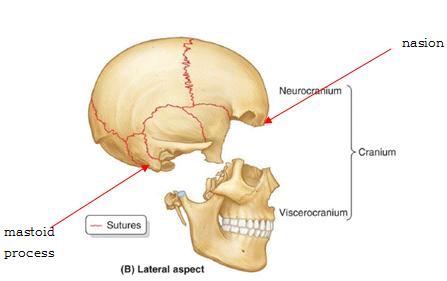 Vicerocranium(facial cranium, facial bone, 얼굴머리뼈 ) -주로얼굴을형성하는뼈로, 머리뼈의전하부에존재 -시각, 후각, 미각, 그리고소화및호흡기관의시작부위를보호 -9종류 15개 (hyoid bone( 목뿔뼈 ) 을포함한경우 ) 1 maxilla( 위턱뼈 )- 2개 ( 한쌍 ) 2 mandible( 아래턱뼈 )- 1개 3