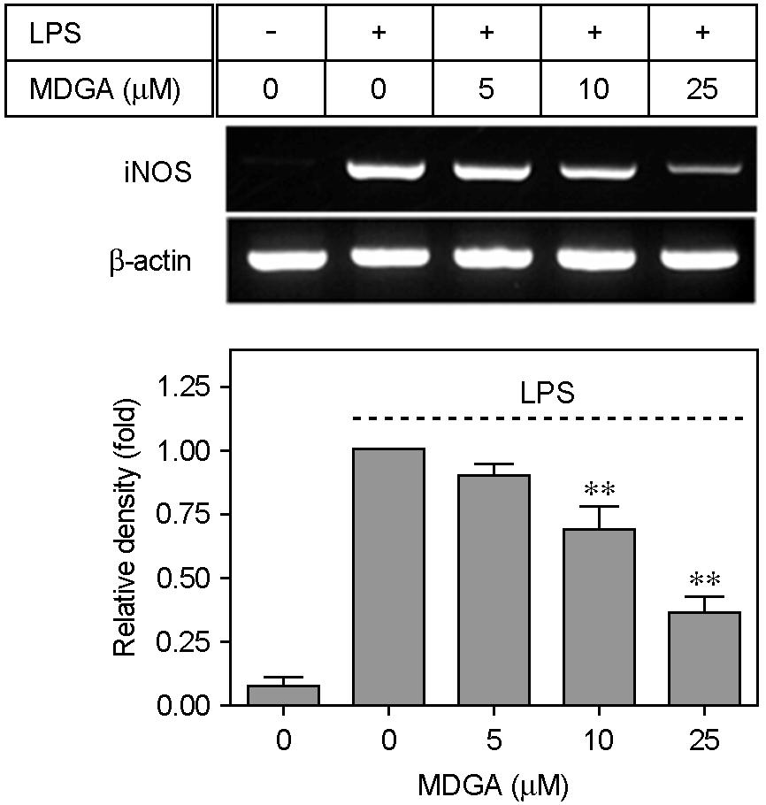 A B C Fig. 4. Effect of MDGA on the LPS-induced expression of inos, TNF-α and IL-1β in Raw 264.7 cells.