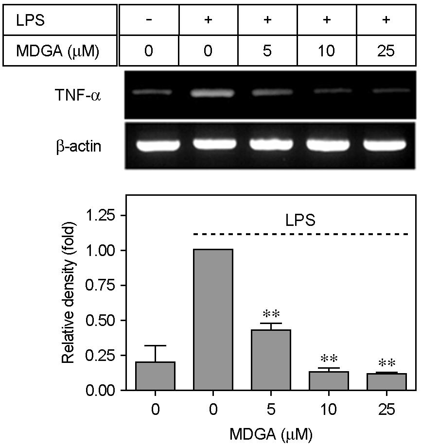 Total RNA (1 μg) was prepared and analyzed by RT-PCR as described in Materials and methods. RT-PCR performed for inos (A), TNF-α (B), IL-1β (C) and β-actin expression.
