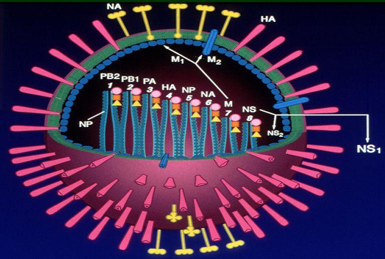 그림 2-1. AI 바이러스의구조 세포표면의수용체인 sialyloligosaccharide에부착하는데관여하고혈구응집능력을가지고있다. HA에대한항체는인플루엔자바이러스에감염되었을때체내에서이바이러스를중화시키는데중요한역할을한다.