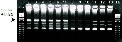 마찬가지로 NA subtype을결정짓는유전자를포함하여 full-gene을증폭시켜 sequencing을비교하는방법으로 subtyping을실시하였다. 1.8kb HA 유전자단편 그림 4-1.