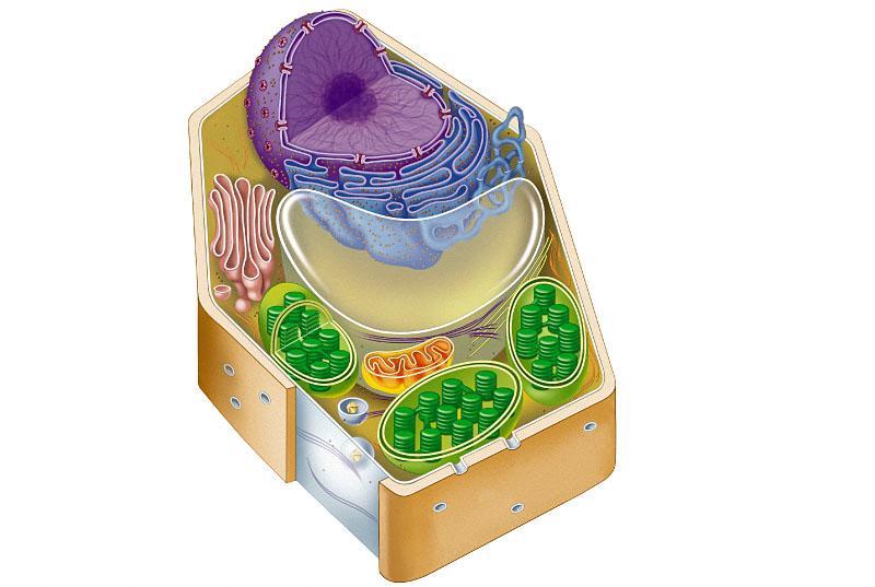 Nucleus Rough endoplasmic reticulum Ribosomes 식물세포 Golgi apparatus Smooth endoplasmic reticulum Not in animal cells Central