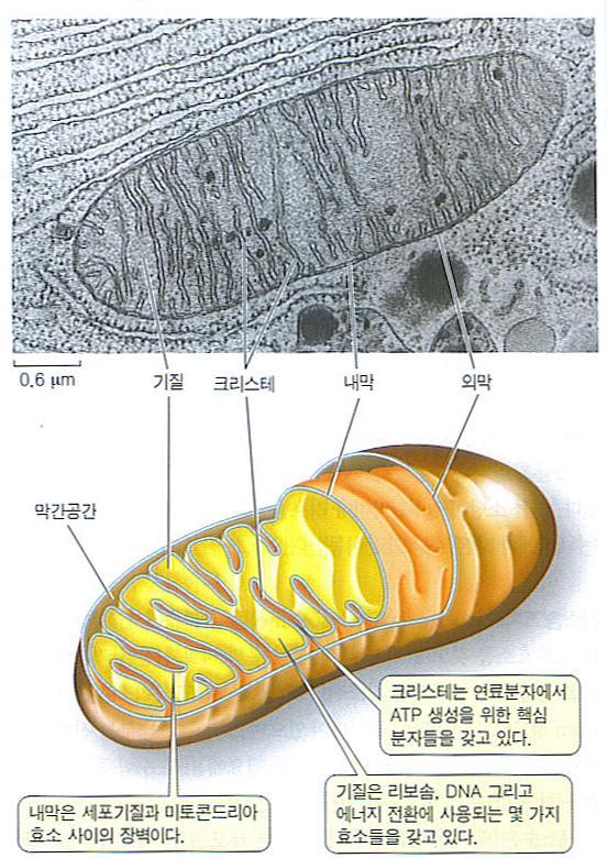 미토콘드리아 (mitochondria) 는연료분자 (food) 에서화학에너지를만들어낸다 세포호흡 (cellular