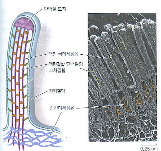 small intestin( 소장 ) 의미세융모 (microvilli) Microvilli