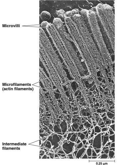 Microvilli Microfilaments (actin filaments)