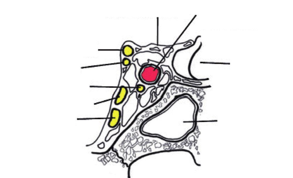 Choi Y-J, et al. Nuclear and Infranuclear Ocular Motility Disorders muscle), 내직근 (medial rectus muscle) 을지배하는소핵이순서대로위 치한다 (Fig. 1). 외직근, 내직근, 하직근, 하사근은동측신경의지배를받고상직근 과상사근은반대측신경의지배를받는다.