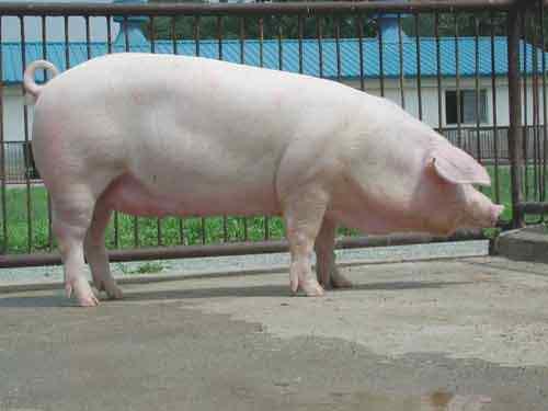 및 유전학적인 증거에 의해 규명 피그미 돼지 얀혹멧돼지 비사 차코페커리 쿠네쿠네 돼지