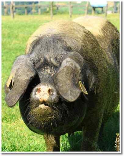 재래돼지 뒷다리 햄 돼지( - 20세기 하몽), 일본 헝가리 촌진흥청에서 * 농 털돼지 *
