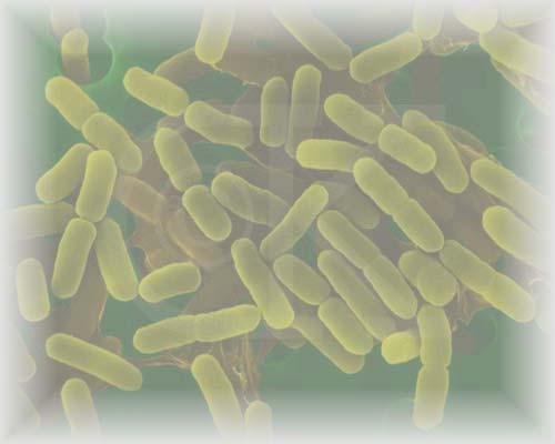 글루코스글리세롤피디오 효모 박테리아 산업적생산