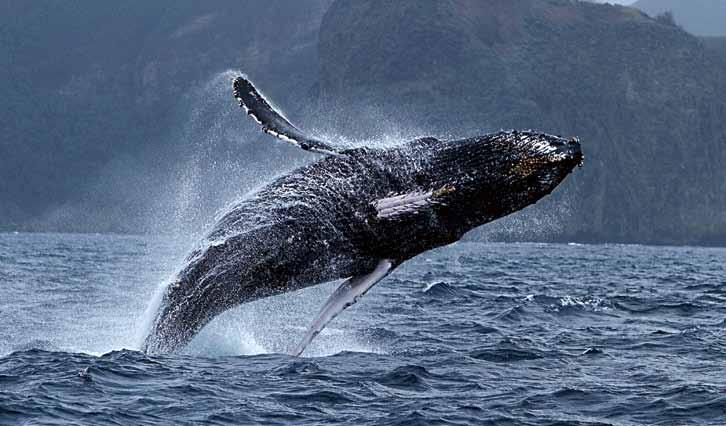 통가의혹등고래워칭투어 통가는혹등고래 (Hhumpback whale) 가회유하는곳이다. 혹등고래가회유하는기간의통가근해는수온은평균 26 내외이며, 시야는 30m 이상이다. 통가의혹등고래는남반구의여름철에남극의피딩그라운드 (Feeding grounds) 에서충분히먹이를먹고살찌운다음, 겨울철이되면남태평양의따뜻한통가연안으로와서짝짓기를하고, 새끼를낳아기르게된다.