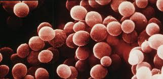 (8) 황색포도알균 (Staphylococcus) 속 그람양성무포자알균으로호기성및통성혐기성