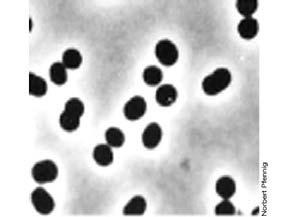 2.1 미생물의종류및특성 (1) 세균 (Bacteria) 세균의형태및생리적특성 구균 간균 세균의형태 나선균