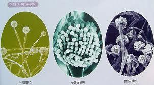 (2) 곰팡이 곰팡이 (Mold) 의형태학적특성 절대호기성 (obligate aerobes) 다세포생물이며, 사상균류임 균사나포자에의해서증식하며육안으로식별이가능 균사체는지름 5 μm 정도되며실같은형태의균사가있음 원형질은다핵덩어리또는격막을가지고있음 세포벽은다당류인키틴 (chitin) 이나셀룰로오즈 (cellulose) 로구성되어있음 곰팡이의생리적특성