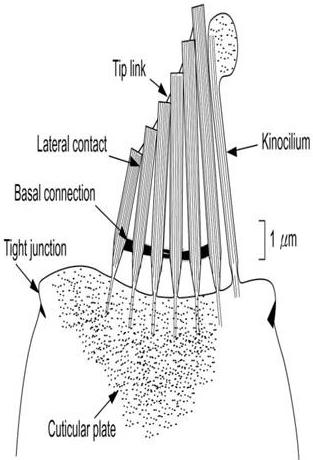 한쪽의수평반고리뼈관과반대쪽수평반고리뼈관, 한쪽의전반고리뼈관과반대쪽후반고리뼈관, 한쪽의후반고리뼈관과반대쪽전반고리뼈관은각각동일평면상에위치하지만, 운동모와부동모의방향은각각반대방향의배열을가 지고있게되어, 한쪽이흥분하면반대쪽은억제되게되는데이를반고리뼈관의형태적극성 (morphological polarity) 에의한기능적극성 (functional polarity)