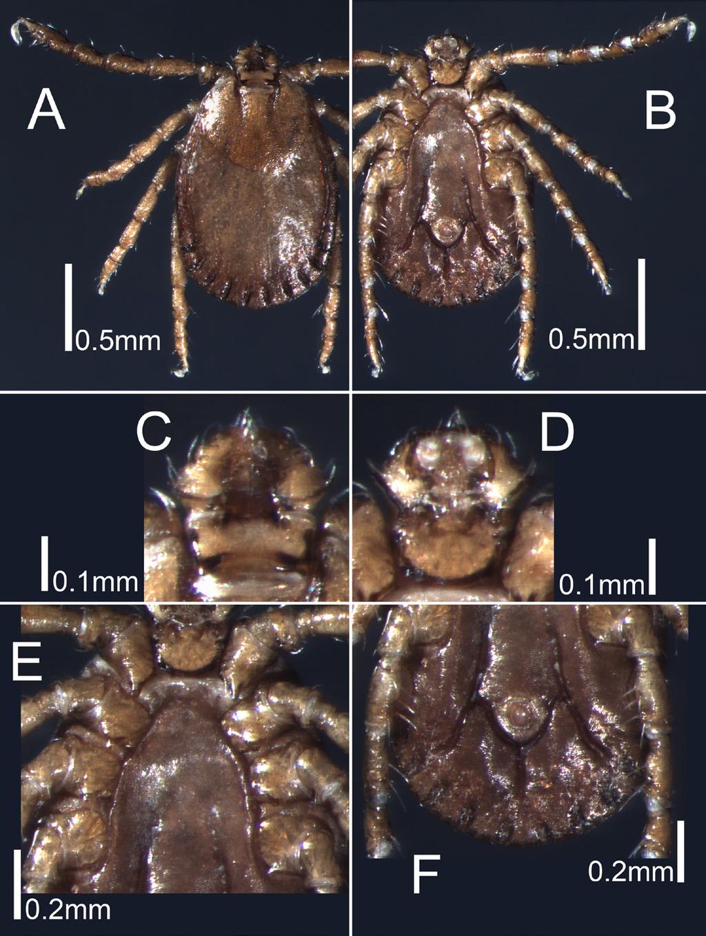 주간건강과질병 제 8 권제 16 호 Figure 3. Stereo microscopic pictures of Haemaphysalis longicornis (A-F, Nymph, Body length 1.