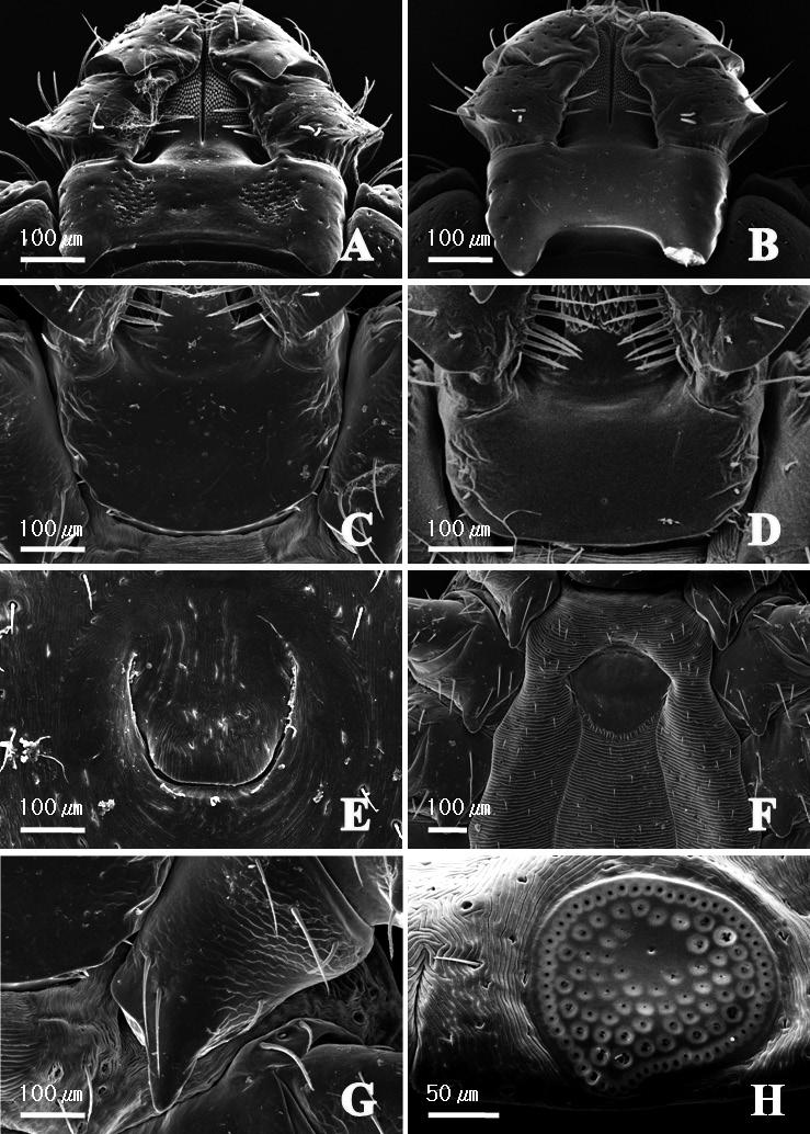 Vol. 8 No. 16 PUBLIC HEALTH WEEKLY REPORT, KCDC Figure 5. Scanning electron microscope observation of adult H. longicornis Female (A, C, E, G and H) and Male (B, D and F). H. longicornis has Palpal segment III with dorsal retrograde spur (A and B) and it was observed coxa I with long and sharply spur in both sexes (G).
