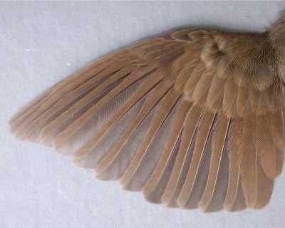 09.13.) d. 숲새 U. squameiceps ( 전남신안군홍도, 2009.09.13.) 5-2.
