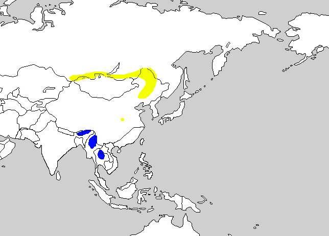 5-4. 점무늬가슴쥐발귀 Baikal Bush Warbler Bradypterus davidi 분포지 : 트란스바이칼리아동남부, 러시아극동, 중 국동북부에서남쪽으로허베이성북부지역까지 번식하고, 서월동한다. 비번식기에는인도차이나반도북부에 현황 : 경기도와전라북도도서지역에서 5월하순과 6월초순사이에 3 회의채집( 최창용 2004) 및관 찰기록이있다.