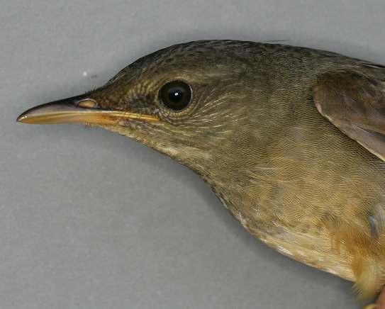 큰개개비 Marsh Grassbird/Japanese Swamp Warbler Locustella pryeri 분포지 :