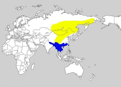 5-18. 솔새사촌 Dusky Warbler Phylloscopus fuscatus 분포지 : 러시아오브강에서동쪽으로아나디리, 남쪽 으로톰스크, 몽골, 중국동북부, 우수리, 중국 중북부와중서부에서번식하고, 비번식기에는인 도북동부, 네팔, 안다만제도, 미얀마, 중국남부, 인도차이나반도, 대만에서월동한다.
