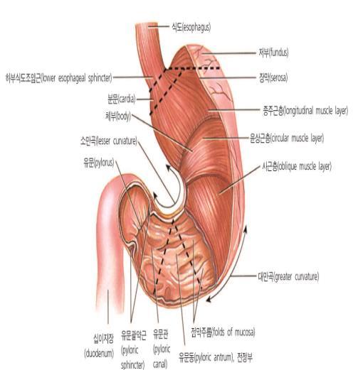 위장관계구조와기능 위 (stomach) 좌상복부 (LUQ) 저부, 체부, 유문부 ( 위동 ) 로구분