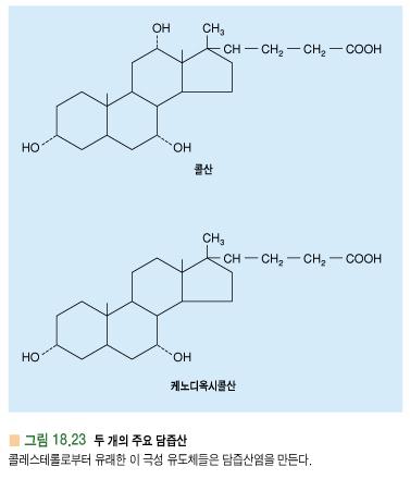 담즙산 (bile acid) - 콜레스테롤유도체 - glycine, taurine