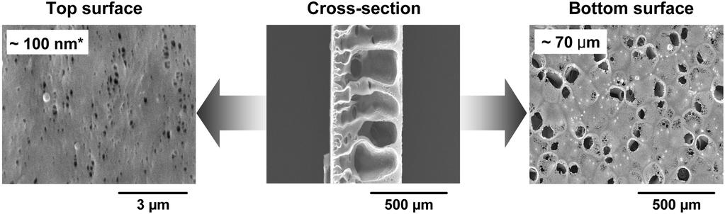 58 김준호 오세행 이진호 SEM photographs showing the morphologies of the top, cross-sectional, and bottom surfaces of PDO/F127 (3 wt%) membrane (*, pore size). Figure 2. 가 현상을 관찰할 수 있었으나, 그 차이는 그리 크지 않았다.