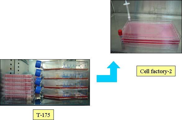 2) Cell factory를이용한scale-up 무혈청배지의선별을위한시험을수행한후대량의 vaccinia virus를얻기위하여 cell factory 를이용한배양을실시하였다. T-175에서배양한 cell을 cell factory에 scale-up 하여배양하였으며, cell이 confluent하게성장한후 virus를 MOI 0.1 에맞추어감염시켰다.