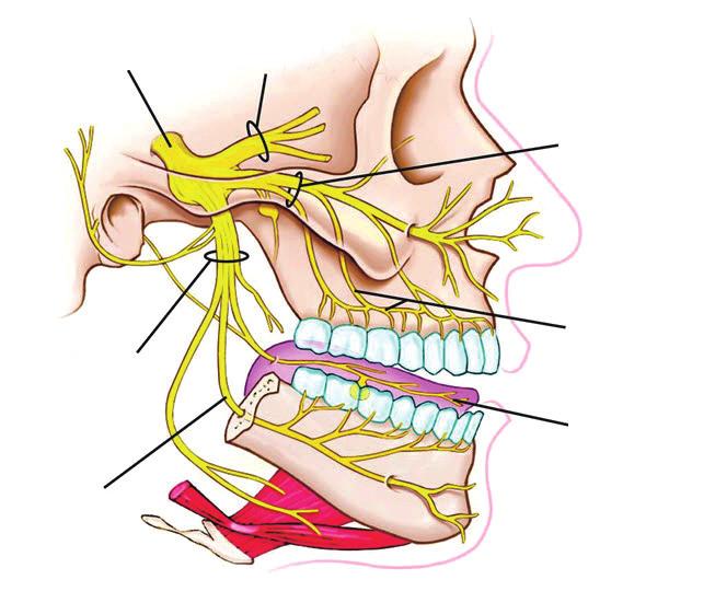 Korean J Otorhinolaryngol-Head Neck Surg 2018;61(11):567-72 Anatomy and Physiology of the Trigeminal System 삼차신경의 가지 에서 나온 감각신경 말단은 얼굴을 덮는 피부 비강 및 구강의 점막 눈꺼풀 그리고 각막에서 발견 된다 삼차신경의 의 에서 나온 가 비강의 전측방을