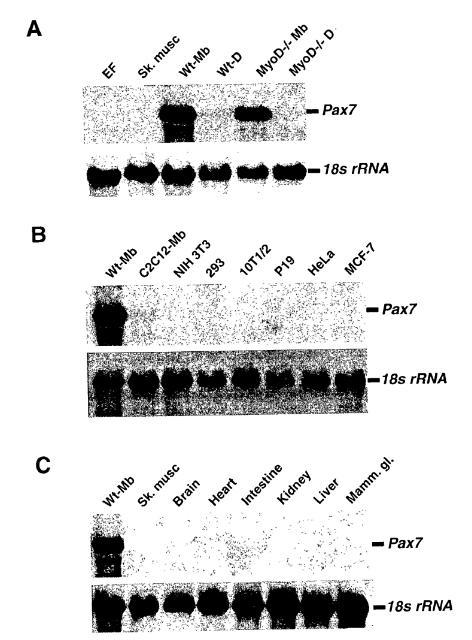 the stem cells with a vector comprising an expression cassette comprising a sequence encoding a Pax protein, wherein the Pax protein is selected from the