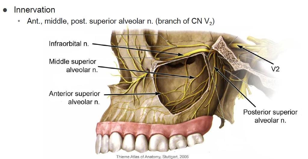 innervation gums and teeth ; 치은과치아에부위별신경들을확인만하자. ( 복잡해서시험에안나옴이라고하심 ). ; 위의신경들이 innervation 그림.