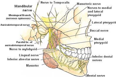 가나오는구멍이얼굴에 Infraorbital foramen에서나오고이신경의경우치통이얼굴통증까지동반하게됨.
