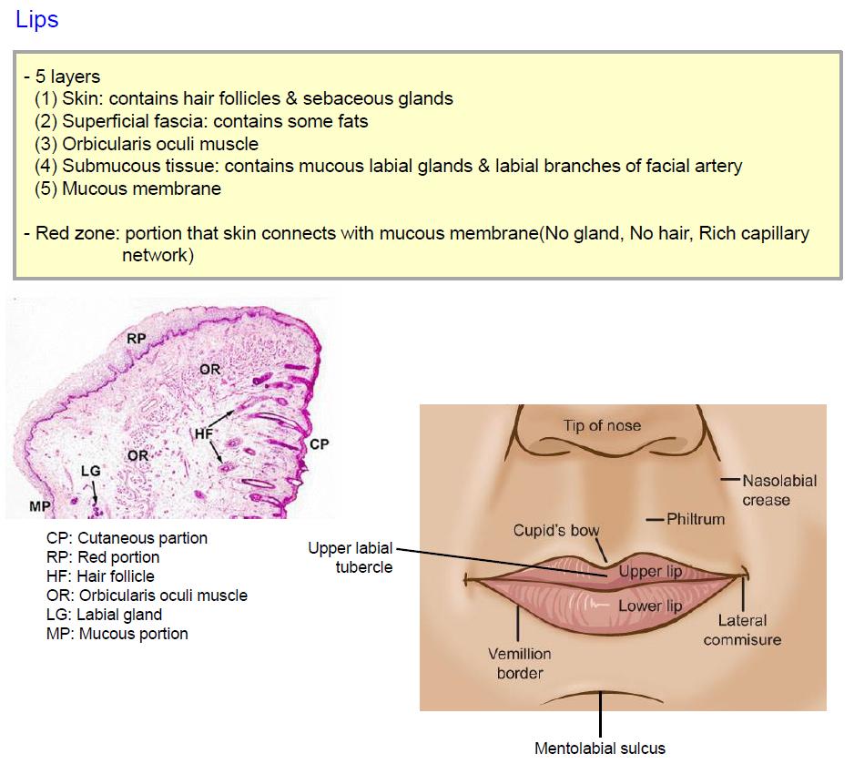 Lip (No gland, No hair, Rich capillary network) -입의바깥쪽구조 (1) 위입술의 red zone의정중부위는돌출되어 upper labial