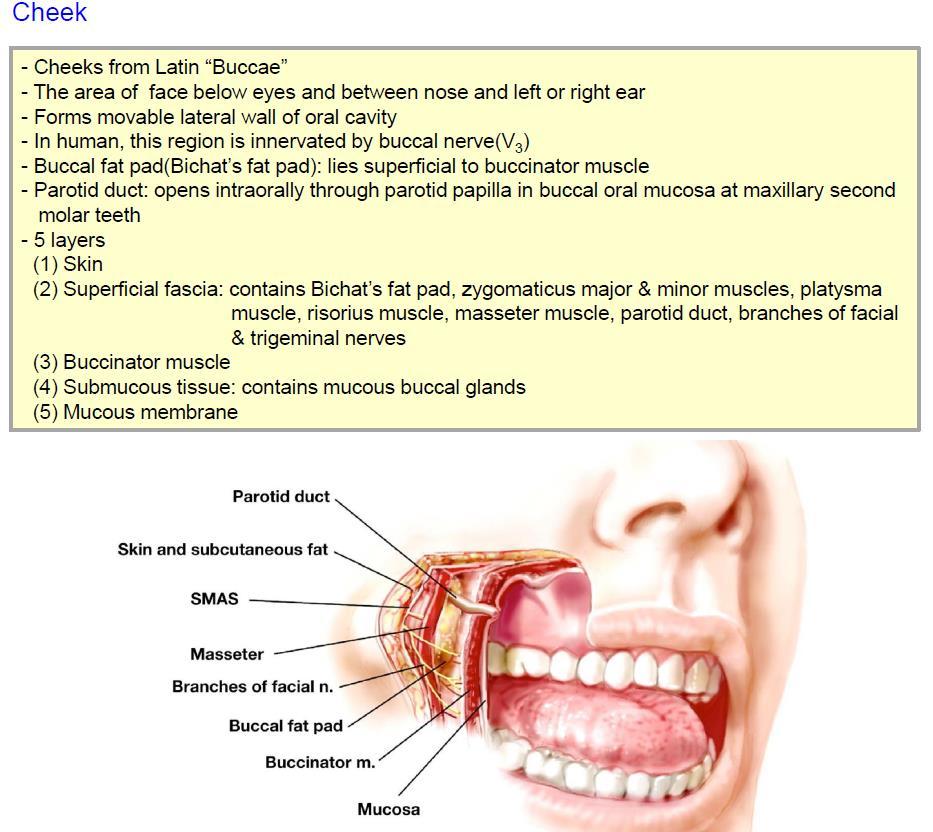 nasolabial crease cheek - Lip의 5개의층 (1) Skin (2) Superficial fisscia= subcutaneous layer (3)