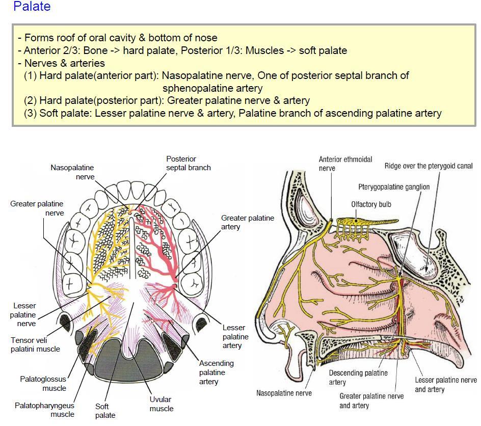 -SMAS 에연결된근육 Frontal belly of occipito-frontalis m.(superiorly), Platysma m.