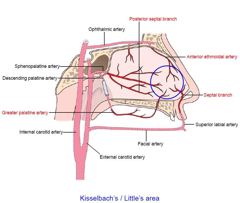 ; 신경과 artery 는위에표시한것위주로암기하시면될것같 아요. 특히 posterior septal branch 와 great palatine a. 는 kisselbach s artery 와연결해서보세요.