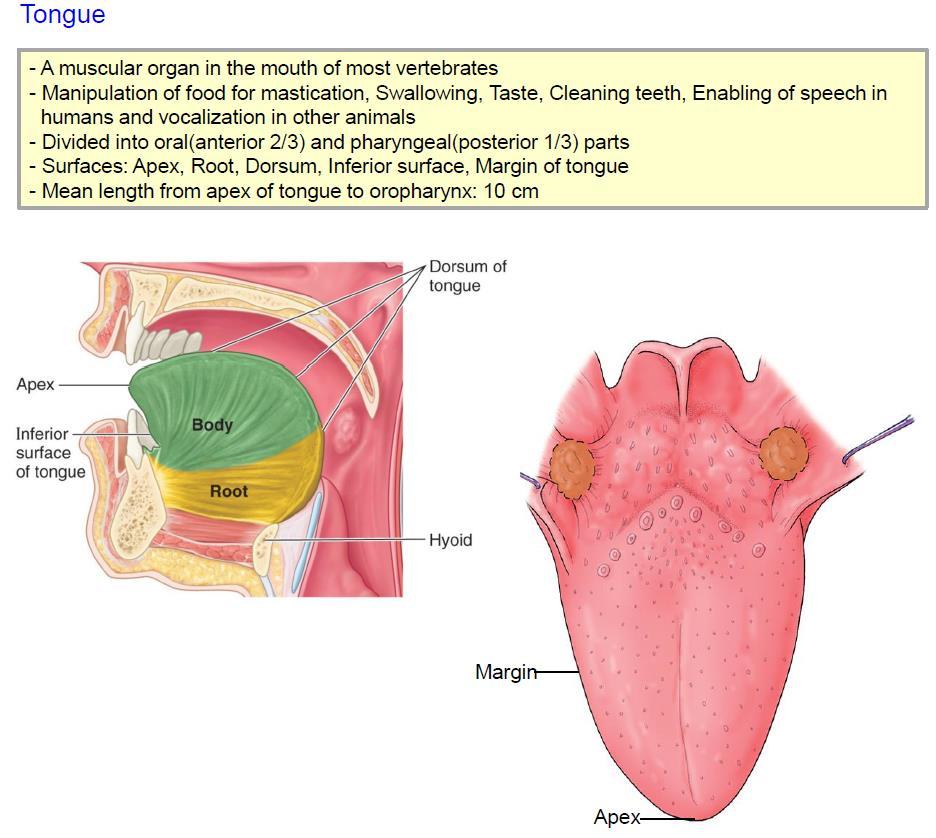 유물 ) 4혀의길이는혀끝에서인두까지 10cm, 무게는남자 70g, 여자 65g 2) dorsum of tongue 1 혀분계고랑 (terminal sulcus of tongue) :