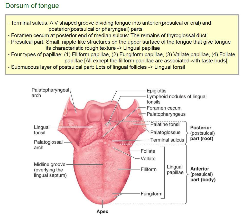 존재,( 태생기에갑상샘에이어진갑상혀관 (thyroglossal duct) 의 3 presulcal part: 혀의몸통표면에는많은맛봉우리구조로혀표면이있어매우거칠다.