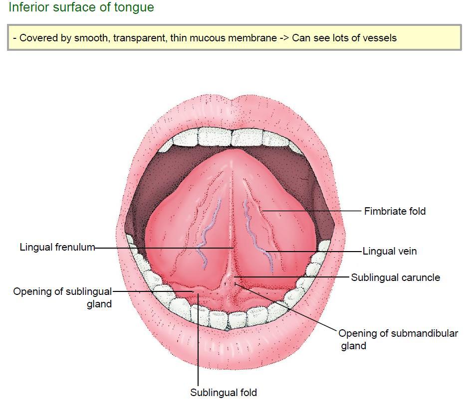 3) inferior surface of tongue 4) muscle of tongue 1 혀주름띠 ( 설소대 frenulum of tongue) : 혀의아래면정중선에서입안바닥으로이어지는점막주름, : 뒤쪽좌