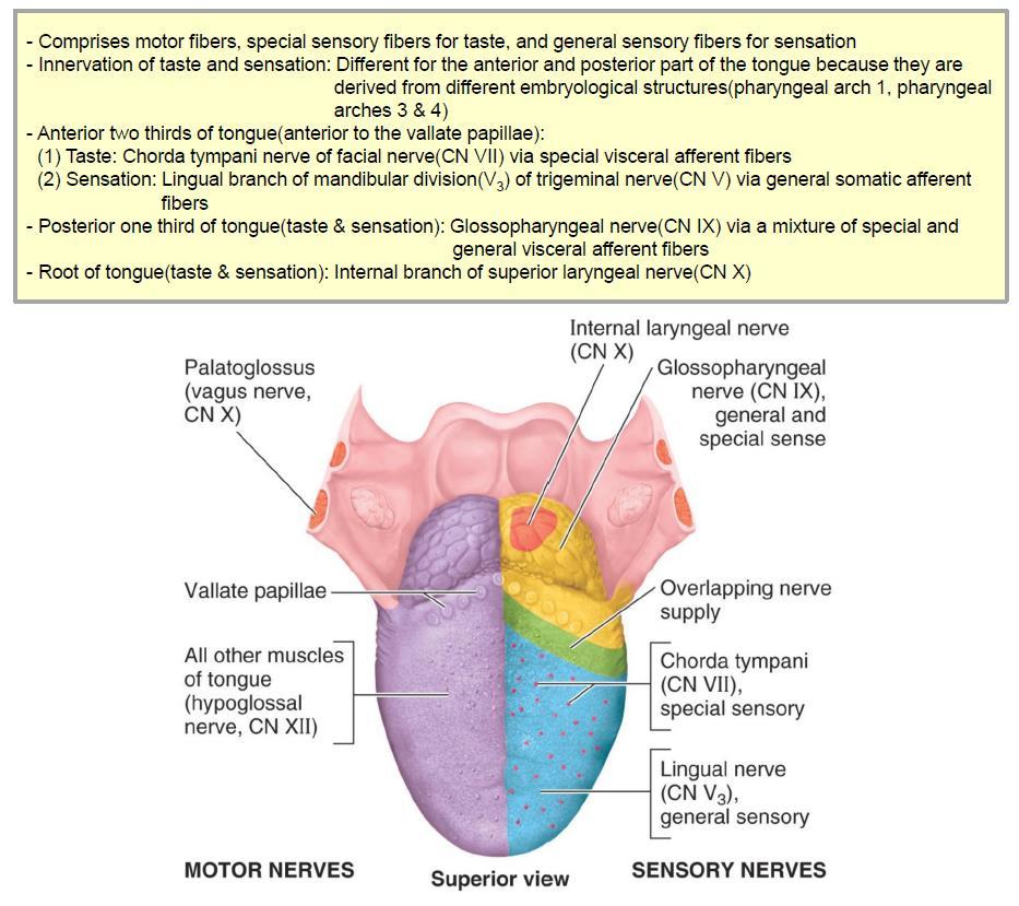 5) innervation of tongue n.) 혀뒤쪽 1/3부분후두덮개 (epiglottis) 에인접한혀뿌리부분 9. 혀인두신경 (glossopharyngeal n.) 10. 미주신경 (vagus n.