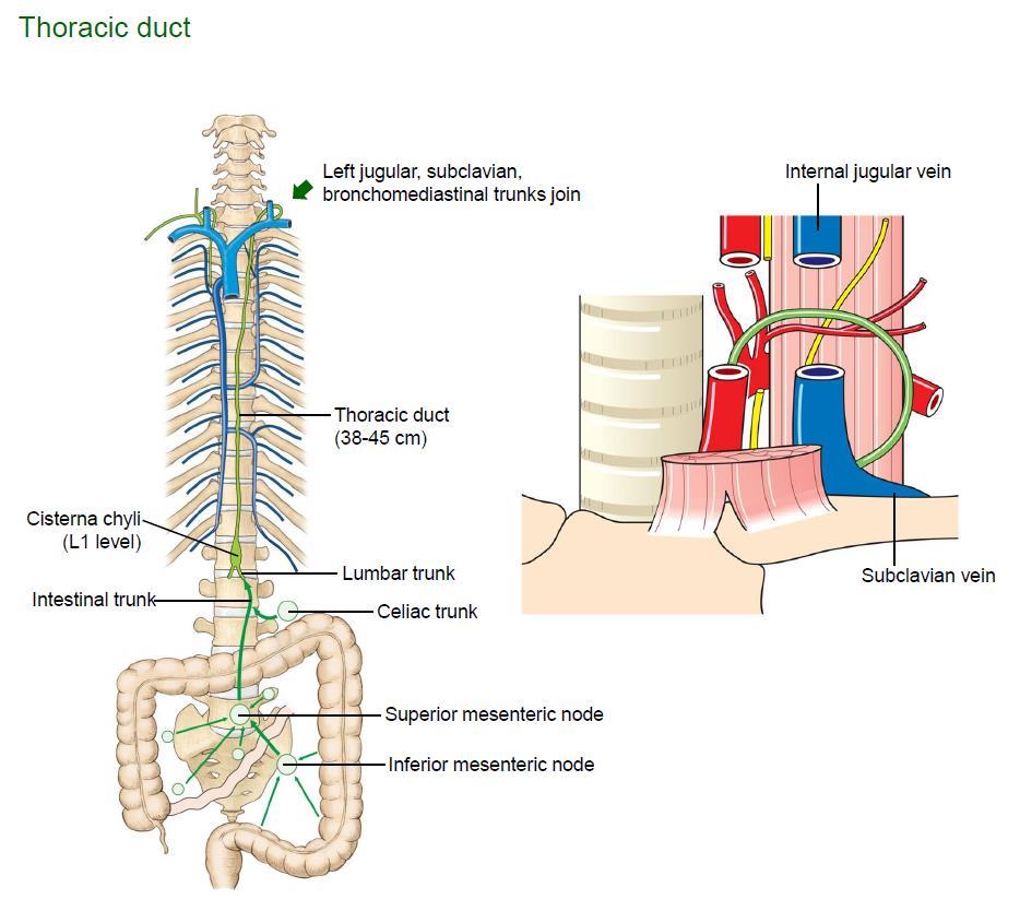7) thoracic duct 는 internal jugular v. 과 subclavian v.