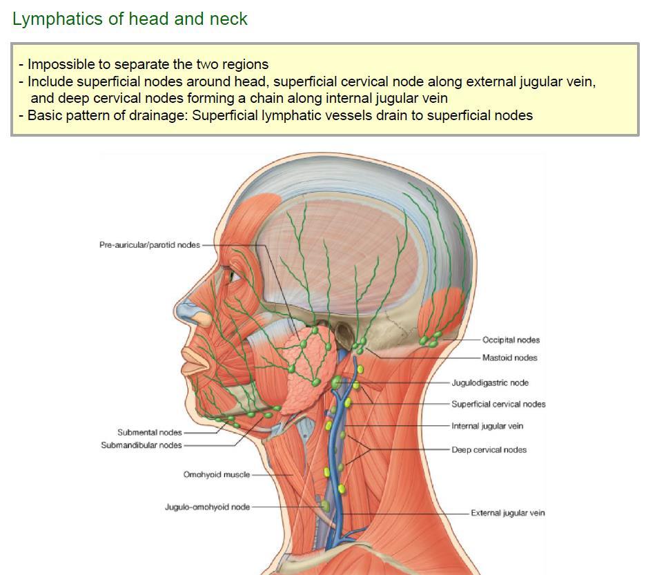 Lymphatics of Head and Neck Superficial node 1) 머리와목부분으로나누는것은크게의미가없다.