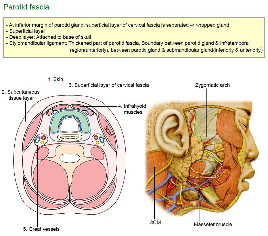 2) Parotid fascia (1) 목부분의 5개의층 1 Skin 2 Subcutaneous layer : platysma 존재 3 Superficial layer of cervical fascia 4 Infrahyoid m.